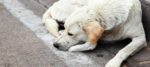 cani abbandonati