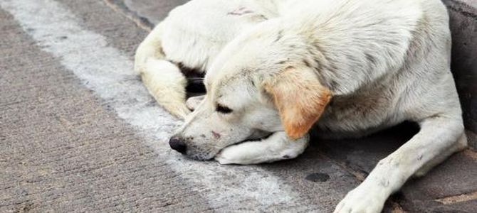 Ivrea spende 23mila euro all’anno per i cani abbandonati