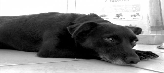 cani