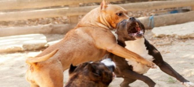 Organizzavano combattimenti tra cani: condannati