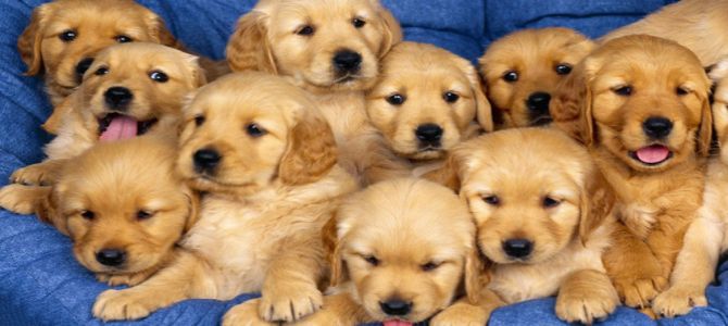 cuccioli