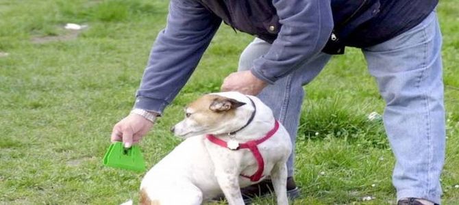 Deiezioni dei cani: arriva la prova del Dna