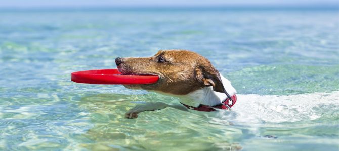 Nuova spiaggia per cani a Fano