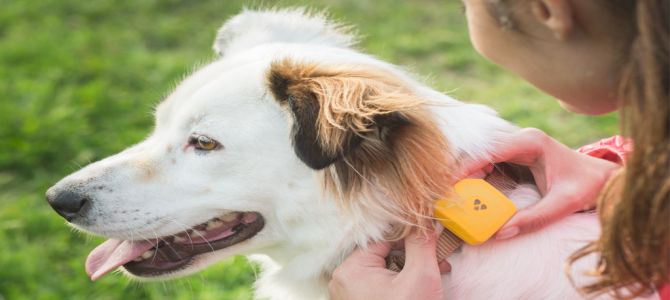 Findster Duo, regalo per i cani sedentari