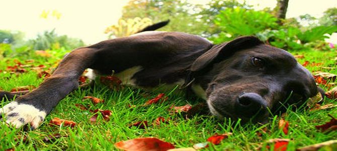 Cane in giardino? Sì ma con qualche limitazione