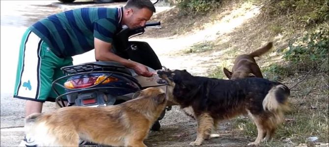 Un motociclista per i cani randagi di Istanbul