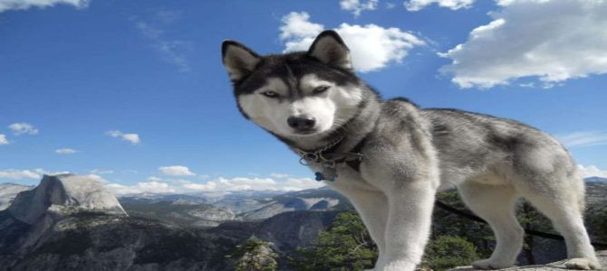lupo
