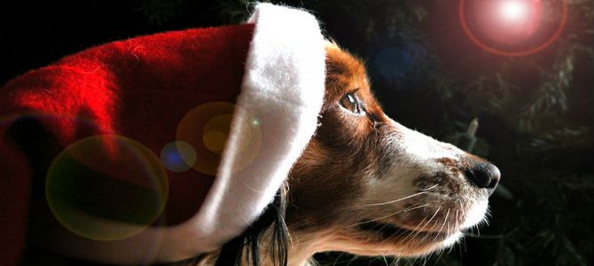 natale 1