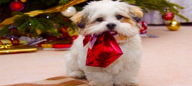natale 3