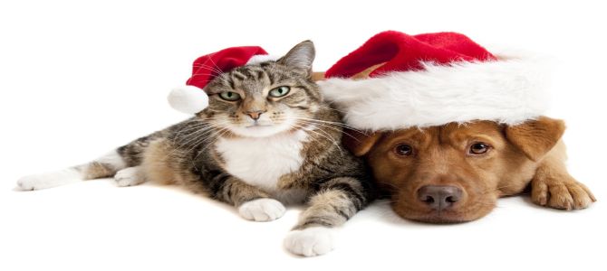 Un calendario dell’avvento per cani e gatti