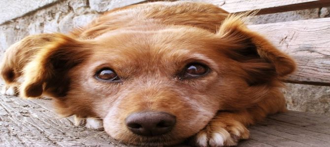 Decalogo per chi vuole adottare un cane