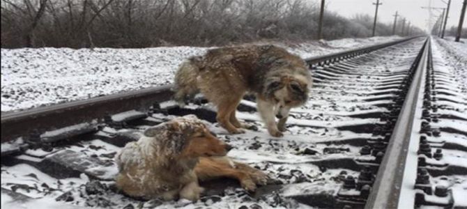 Dalla fredda Ucraina, una storia d’amore che scalda il cuore