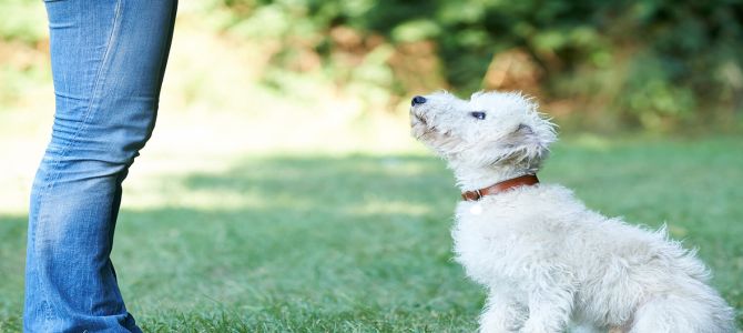 Premiare il cane? Ecco quando e come