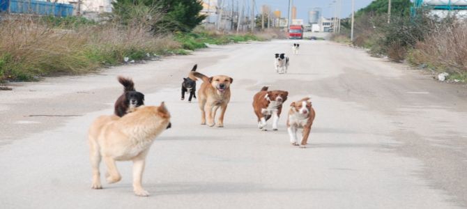 A Palermo incentivi per chi adotta un cane dal canile