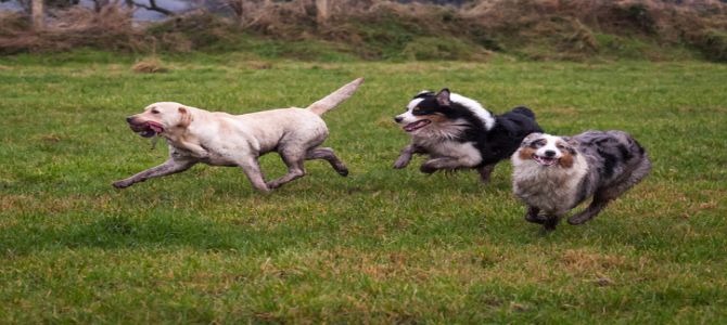 A Terlizzi, nuova area di sgambamento cani