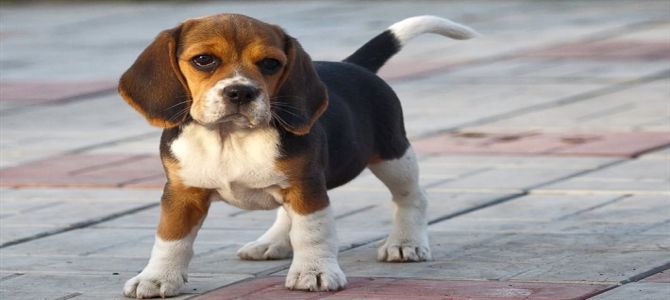 Trovato carico di cuccioli da caccia al confine di Gorizia