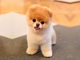 Boo