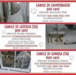 Emergenza freddo nei canili del sud Italia
