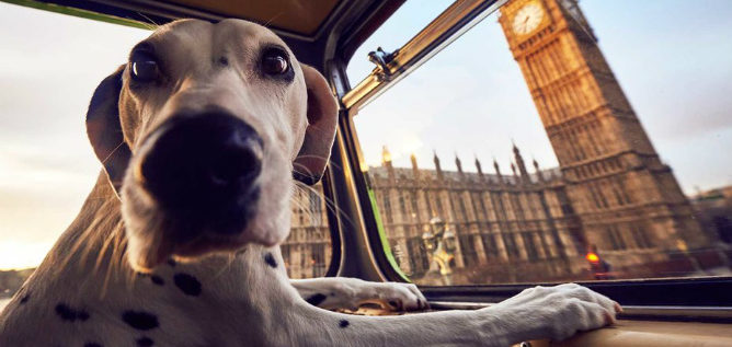 K9 il primo Dog City Tour inaugurato a Londra