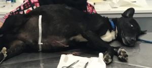 Enpa cucciolo Michelangelo e1484258655394