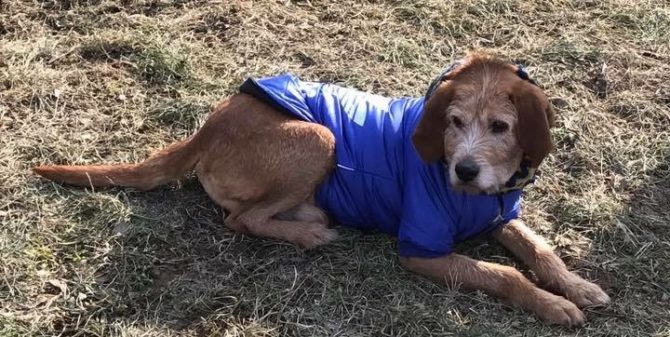 Artù, da cane da caccia a cane da divano