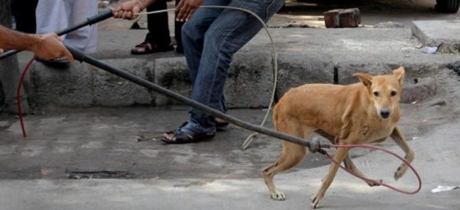 India, la Corte Suprema, stabilisce il diritto alla vita dei cani randagi