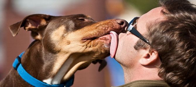 Il cane ti salta addosso? Ecco cosa significa