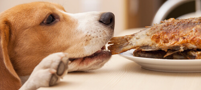 Alimentazione del cane: cosa gli serve e cosa no