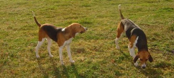 malore cani