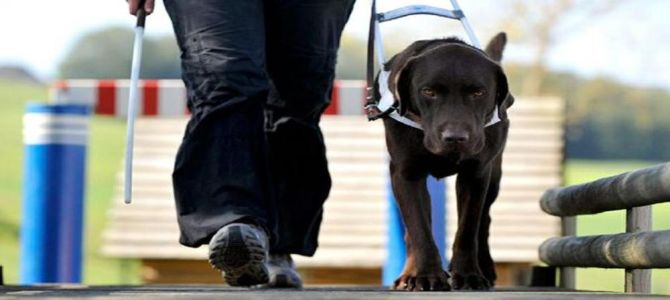 Cani guida, compagni indispensabili per chi ha disabilità