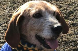 carina Copia e1485210886927