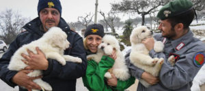 Salvati i cuccioli di Lupo e Nuvola