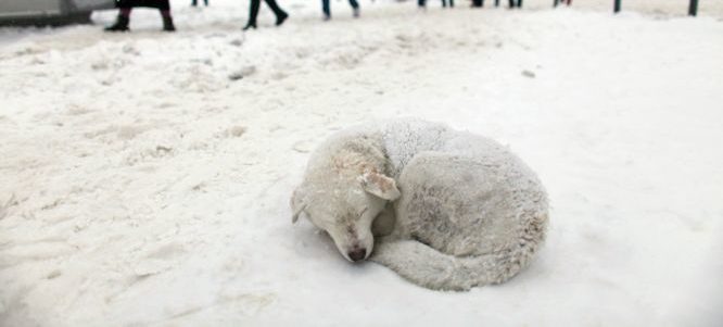 Rischio assideramento per oltre 40.000 cani