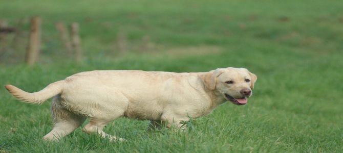 Cani dispersi ritrovati grazie a Facebook