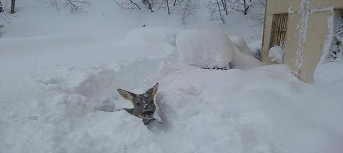 A piedi per salvare gli animali dispersi