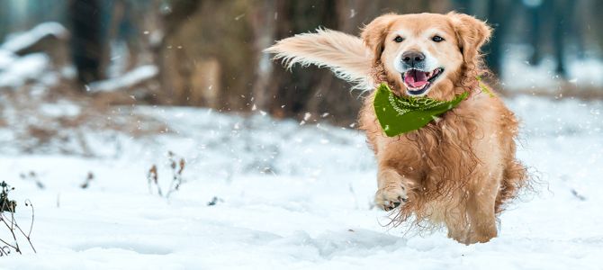 Fa freddo? Attenti al cane!