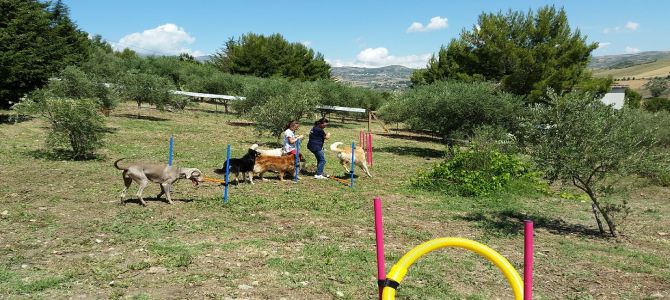 Hotel 5 stelle…per cani