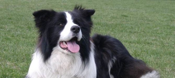 Il cane più intelligente? Border Collie e Barbone