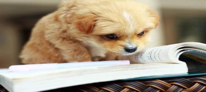 Consigli di lettura…da cani