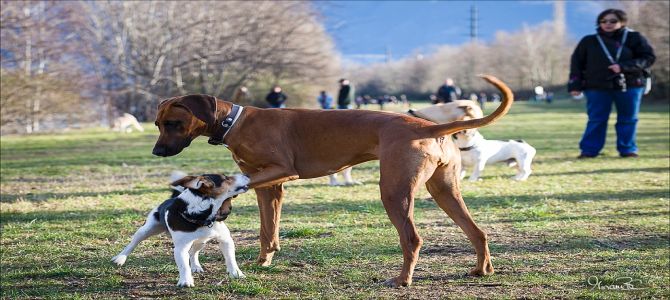 Area cani artistica a San Sperate