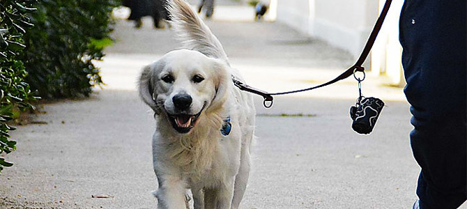 Tassa ai padroni dei cani per la manutenzione delle aree verdi