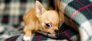 Chiwawa toy1 e1486245424325