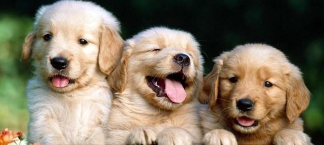 Cuccioli e1487110716915