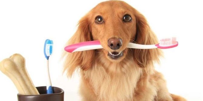 Igiene orale e prevenzione della carie per i nostri cani