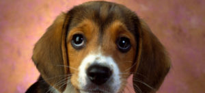 Parvovirosi e1487290694726