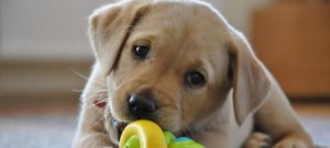 autocontrollo e1487687695367