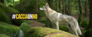 cacciaunNO 2