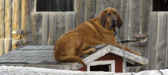 cane a catena e1486220322994