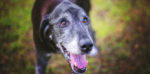 cane anziano3 e1486421271818