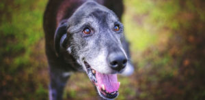 cane anziano3 e1486421271818